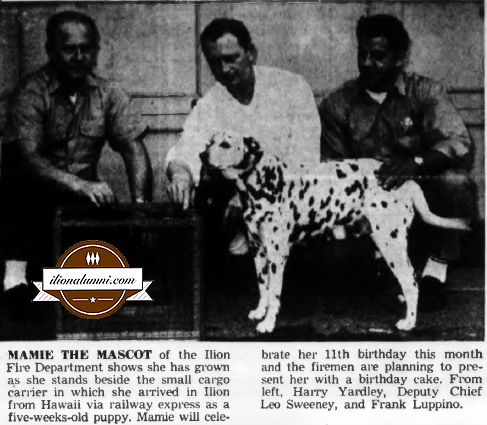 Herkimer Evening Telegram - Ilion Firemen Make Plans For Mamie, The Mascot's, Birthday - July 6, 1965 - 1965
